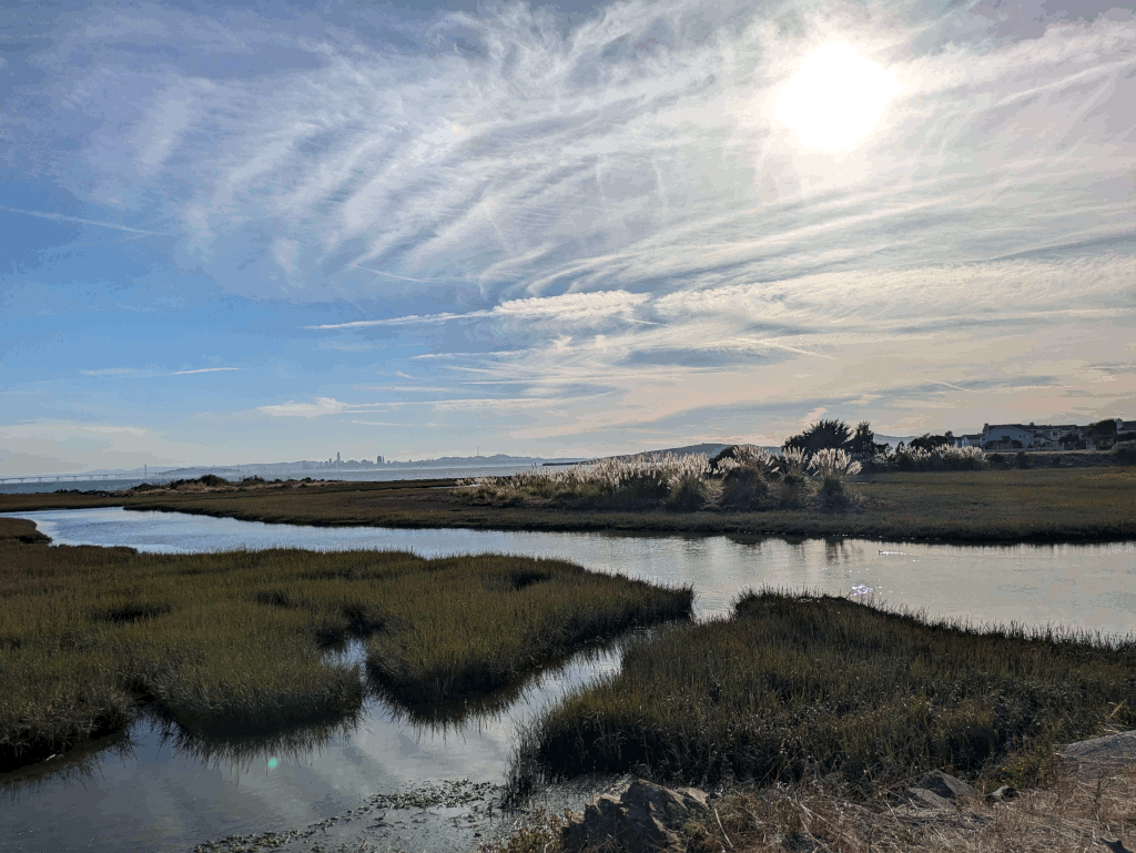 view over wetlands at the san francisco bay trail