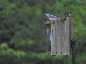 Bluebirds