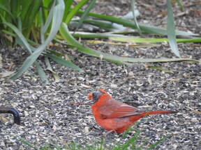 Molting Cardinal